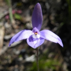 Glossodia major (Wax Lip Orchid) at Molonglo Valley, ACT - 13 Oct 2016 by Ryl