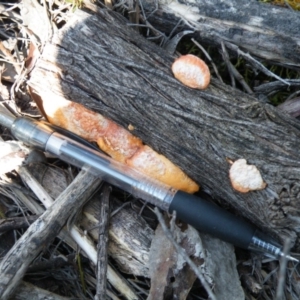 Trametes coccinea at Point 5438 - 14 Oct 2016