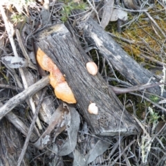 Trametes coccinea at Point 5438 - 14 Oct 2016