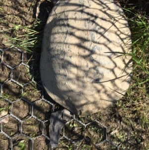 Chelodina longicollis at Gungahlin, ACT - 18 Oct 2016 09:55 AM