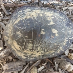 Chelodina longicollis (Eastern Long-necked Turtle) at Gungahlin, ACT - 17 Oct 2016 by CedricBear