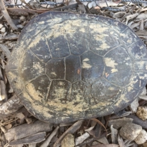 Chelodina longicollis at Gungahlin, ACT - 18 Oct 2016