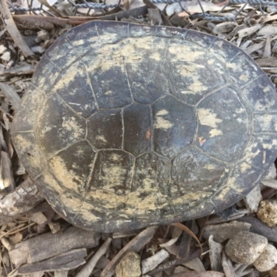 Chelodina longicollis (Eastern Long-necked Turtle) at Mulligans Flat - 17 Oct 2016 by CedricBear