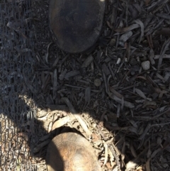 Chelodina longicollis at Gungahlin, ACT - 18 Oct 2016 10:31 AM