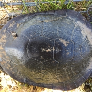 Chelodina longicollis at Gungahlin, ACT - 18 Oct 2016