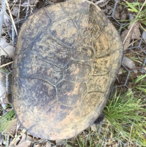 Chelodina longicollis at Gungahlin, ACT - 18 Oct 2016