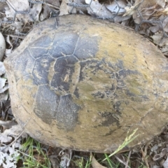 Chelodina longicollis (Eastern Long-necked Turtle) at Gungahlin, ACT - 18 Oct 2016 by CedricBear