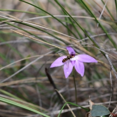 Glossodia major (Wax Lip Orchid) at Point 5810 - 16 Oct 2016 by Jo