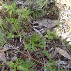 Geranium solanderi var. solanderi at Majura, ACT - 17 Oct 2016