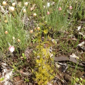 Drosera sp. at Majura, ACT - 17 Oct 2016