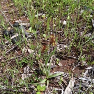 Luzula sp. at Majura, ACT - 17 Oct 2016