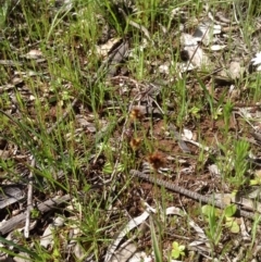 Luzula sp. at Majura, ACT - 17 Oct 2016