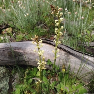 Stackhousia monogyna at Majura, ACT - 17 Oct 2016