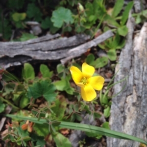 Oxalis sp. at Majura, ACT - 17 Oct 2016