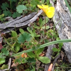 Oxalis sp. at Majura, ACT - 17 Oct 2016