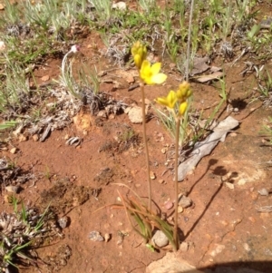 Bulbine sp. at Majura, ACT - 17 Oct 2016