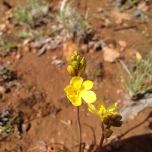 Bulbine sp. at Majura, ACT - 17 Oct 2016