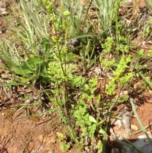 Cheilanthes sieberi at Majura, ACT - 17 Oct 2016