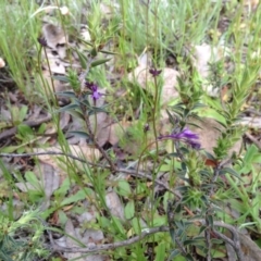 Linaria pelisseriana (Pelisser's Toadflax) at Majura, ACT - 17 Oct 2016 by Floramaya