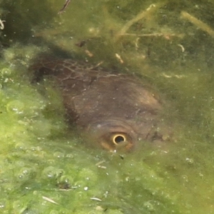 Chelodina longicollis at Phillip, ACT - 17 Oct 2016