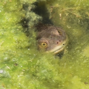 Chelodina longicollis at Phillip, ACT - 17 Oct 2016