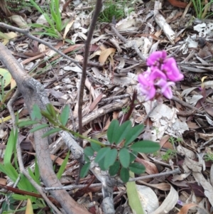 Indigofera australis subsp. australis at Majura, ACT - 17 Oct 2016 03:08 PM