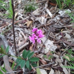 Indigofera australis subsp. australis at Majura, ACT - 17 Oct 2016