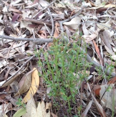 Gonocarpus tetragynus (Common Raspwort) at Majura, ACT - 17 Oct 2016 by Floramaya