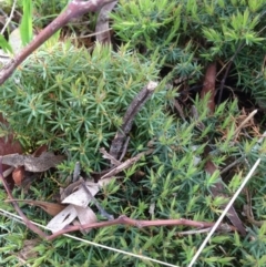 Acrotriche serrulata (Ground-berry) at Majura, ACT - 17 Oct 2016 by Floramaya