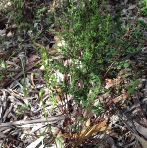 Cheilanthes sieberi at Majura, ACT - 17 Oct 2016