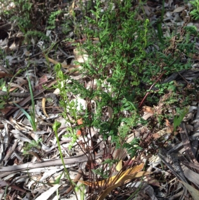 Cheilanthes sieberi (Rock Fern) at Mount Majura - 17 Oct 2016 by Floramaya