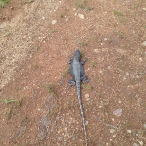 Pogona barbata at Majura, ACT - 17 Oct 2016