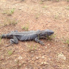 Pogona barbata at Majura, ACT - suppressed