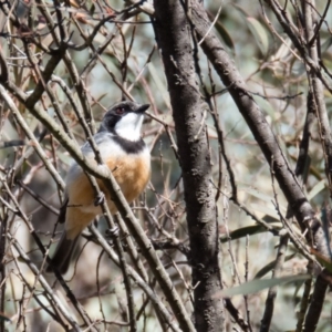 Pachycephala rufiventris at Gungahlin, ACT - 18 Oct 2016