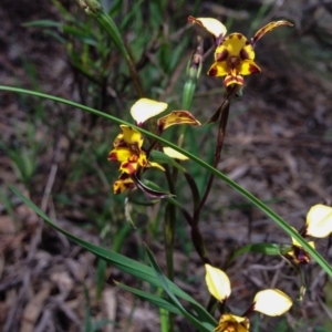 Diuris pardina at Majura, ACT - 18 Oct 2016