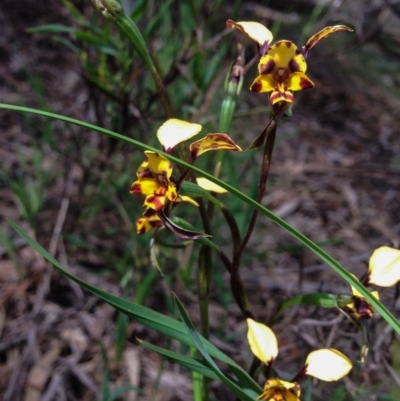 Diuris pardina (Leopard Doubletail) at Majura, ACT - 18 Oct 2016 by Chaddy
