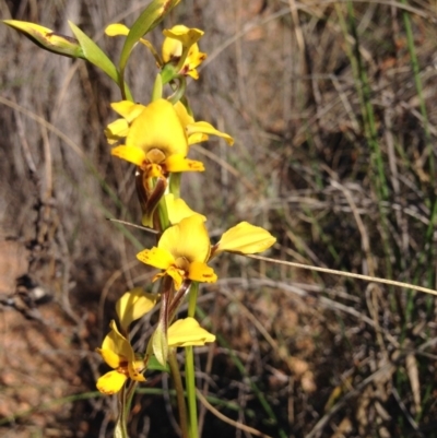 Diuris nigromontana (Black Mountain Leopard Orchid) at Belconnen, ACT - 15 Oct 2016 by Chaddy