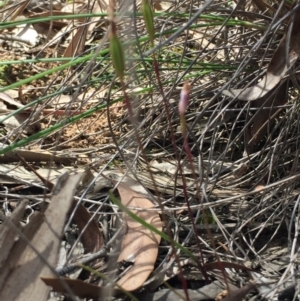 Caladenia fuscata at O'Connor, ACT - suppressed