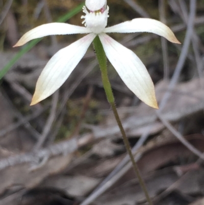 Caladenia ustulata (Brown Caps) at Point 5829 - 18 Oct 2016 by Nige