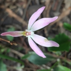 Caladenia carnea (Pink Fingers) at Point 5829 - 18 Oct 2016 by Nige