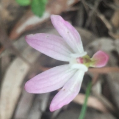 Caladenia sp. (A Caladenia) at Bruce, ACT - 18 Oct 2016 by Nige