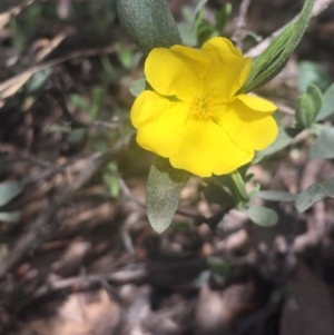 Hibbertia obtusifolia at O'Connor, ACT - 18 Oct 2016