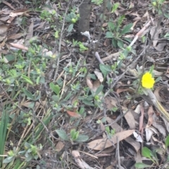 Hibbertia obtusifolia at O'Connor, ACT - 18 Oct 2016