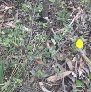 Hibbertia obtusifolia at O'Connor, ACT - 18 Oct 2016