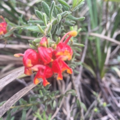 Grevillea alpina (Mountain Grevillea / Cat's Claws Grevillea) at O'Connor, ACT - 18 Oct 2016 by Nige