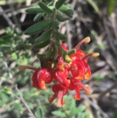 Grevillea alpina at O'Connor, ACT - 18 Oct 2016