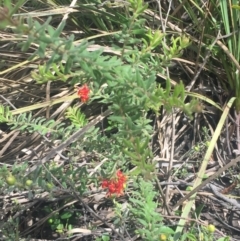 Grevillea alpina at O'Connor, ACT - 18 Oct 2016