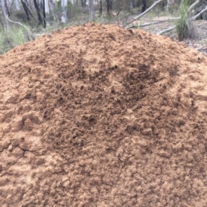 Nasutitermes exitiosus at O'Connor, ACT - suppressed