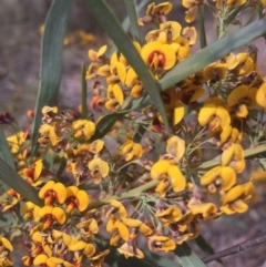 Daviesia leptophylla (Slender Bitter Pea) at O'Connor, ACT - 18 Oct 2016 by Nige