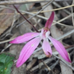 Caladenia fuscata at O'Connor, ACT - 18 Oct 2016